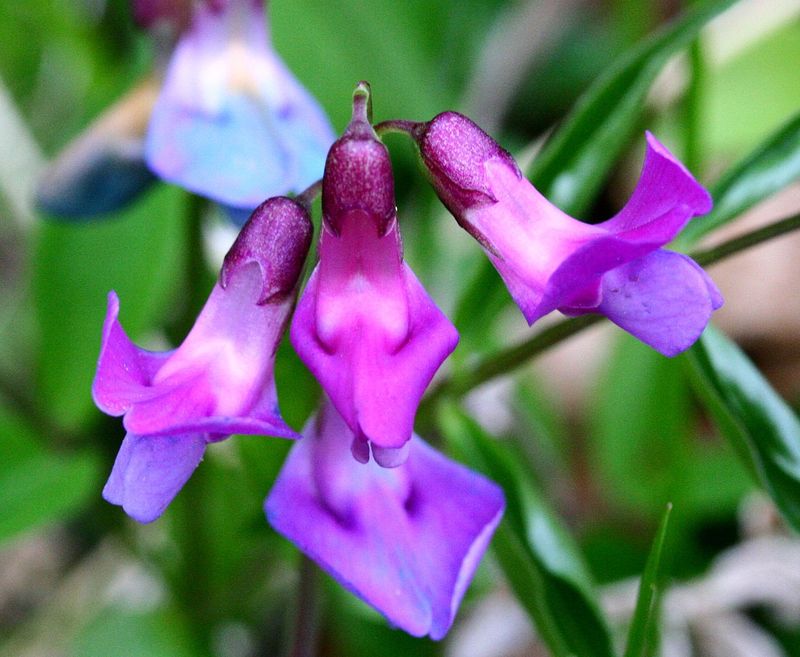fiori Lathyrus.jpg