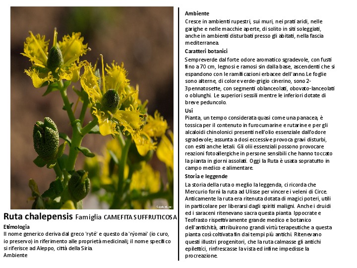 Ruta_chalepensis.pdf
