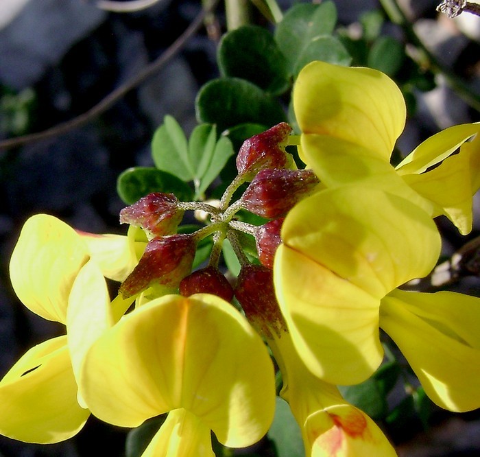 Coronilla emeroides 2.jpg