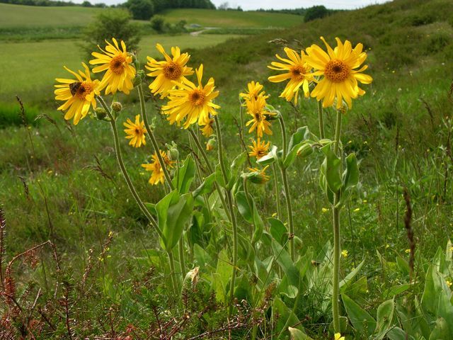 Arnica_montana_2.jpg