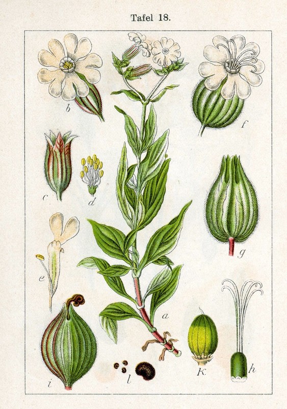 Silene_latifolia_3.jpg