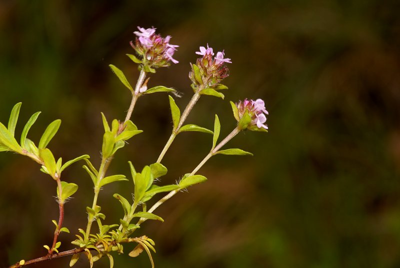 Thimus longicaulis 1.jpg