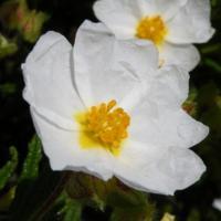 Cistus_monspeliensis_2.jpg