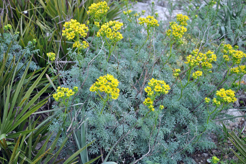 Ruta_chalepensis_2.jpg
