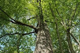 Quercus_petraea_1.jpg