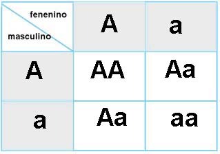 punnet2.jpg