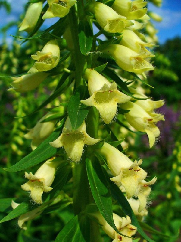 Digitalis_lutea_3.jpg