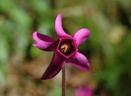 Cyclamen_purpurescens_2.jpg