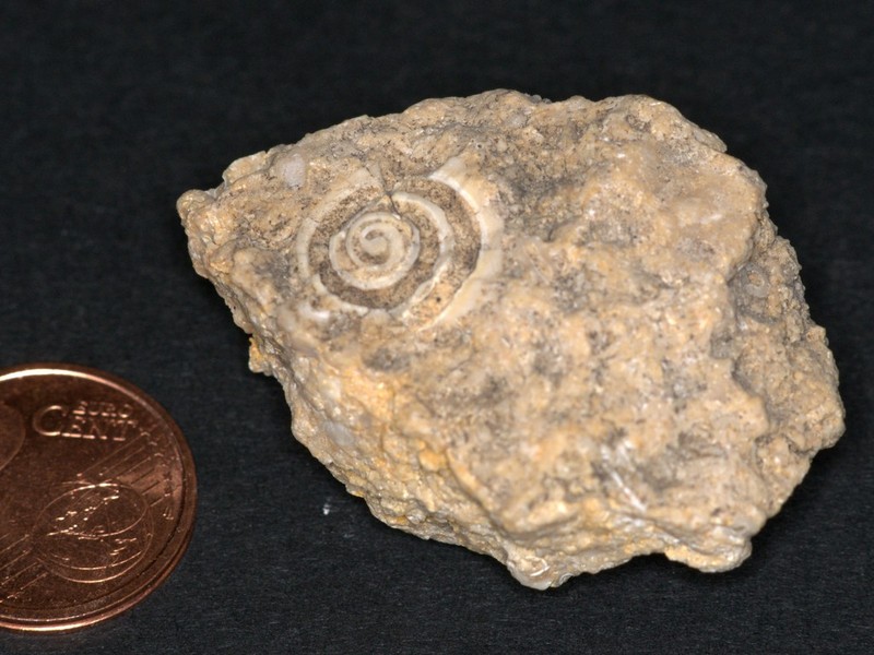 Tubulostium_spirulaeum.jpg