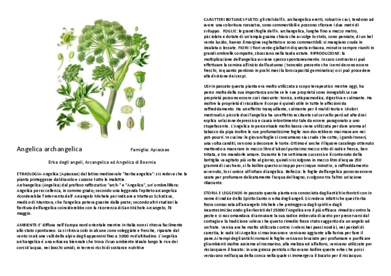 Angelica_archangelica.pdf