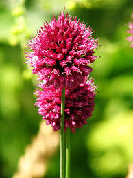 allium_sphaerocephalon.jpg