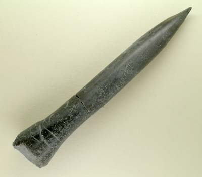 Belemnite_3.jpg