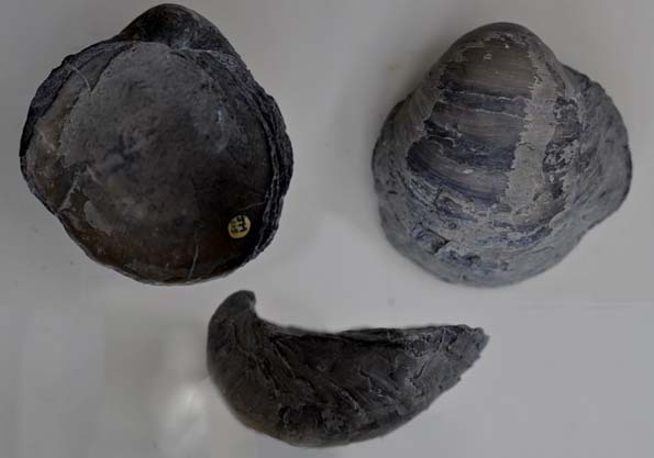 2012-aug31-gryphaea.jpg