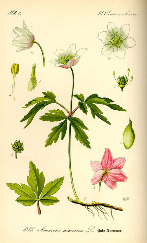 Anemone_nemorosa.jpg