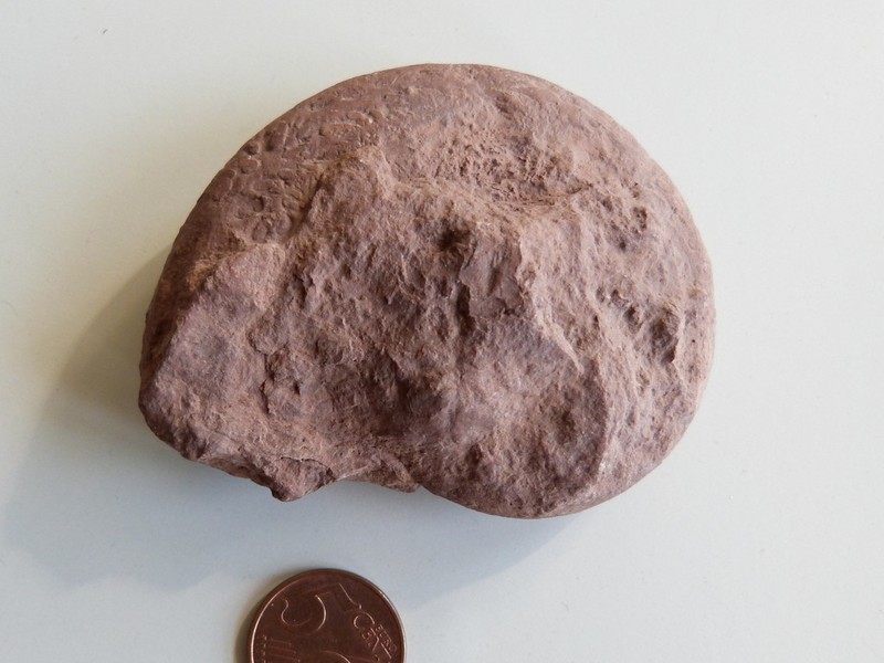 Phylloceras_heterophyllum_1.jpg