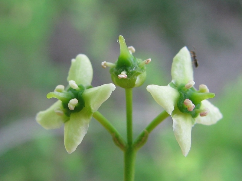 Euonymus_europaeus_2.jpg