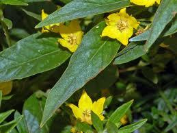 Lysimachia_vulgaris_3.jpeg