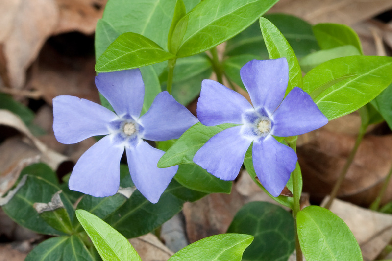 Vinca_minor_1.jpg