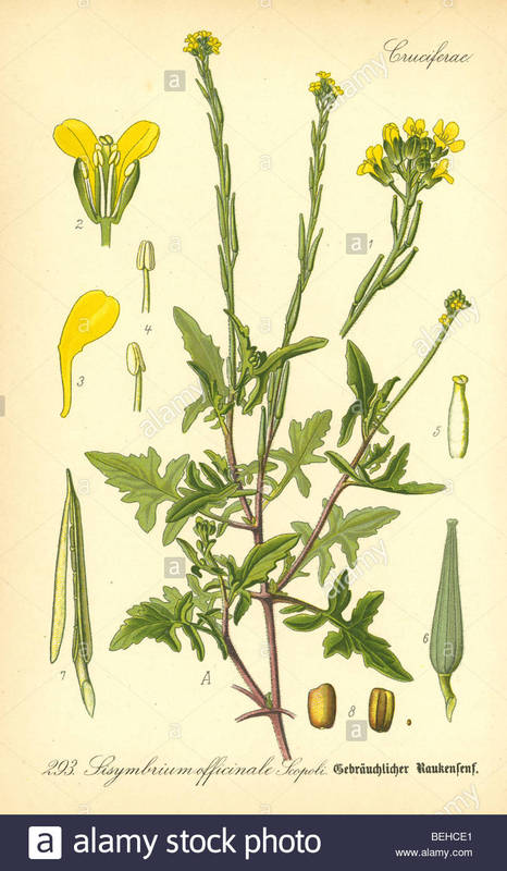 Sysimbrium_officinale_2.jpg