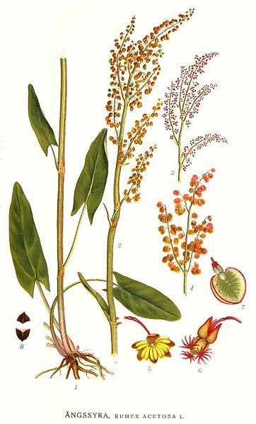 Rumex_acetosa_3.jpg
