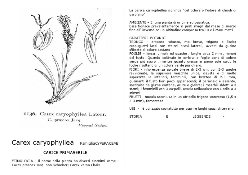 Carex_caryophyllea.pdf