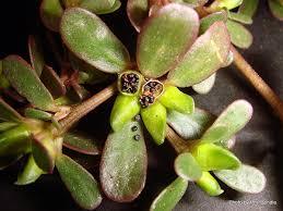 Portulaca_oleracea_3.jpg