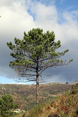 Pinus_pinaster_1.jpg