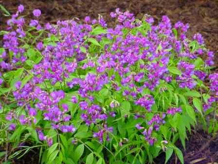 Lathyrus vernus.JPG