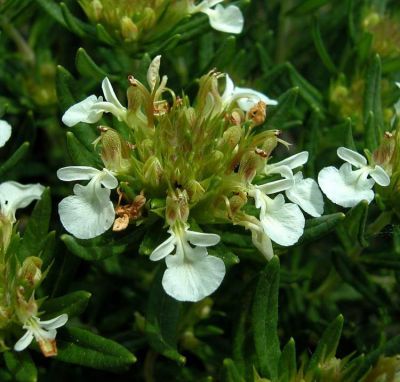Teucrium_montanum_1.jpg