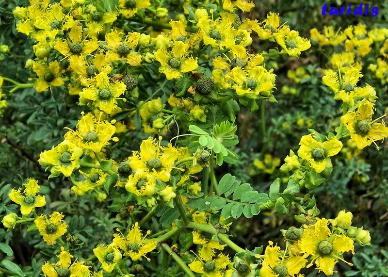 ruta graveolens 2.jpg