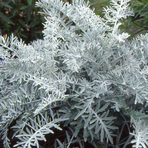 Centaurea_cineraria_2.jpg