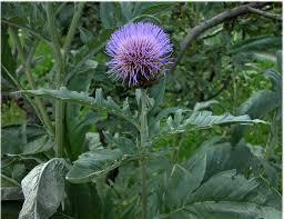 Cynara_scolymus_3.jpg