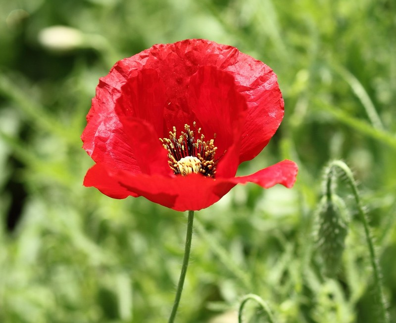 Papaver_rhoeas_1.jpg