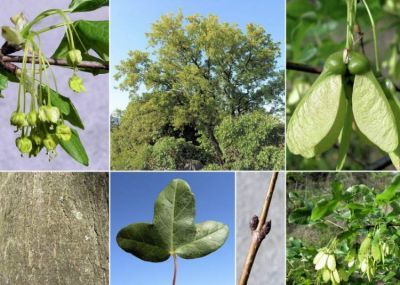Acer_monspessulanum_1.jpg