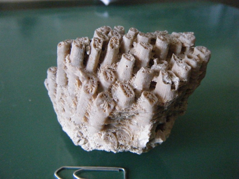 Cladocora_caespitosa_2.jpg