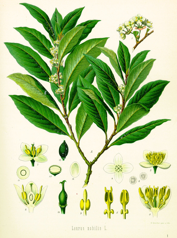 Laurus nobilis