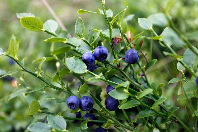 Vaccinium_myrtillus_1.jpg