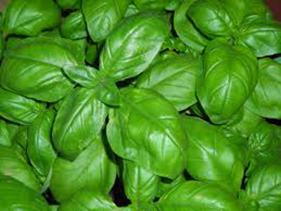 Ocimum_basilicum_2.jpg