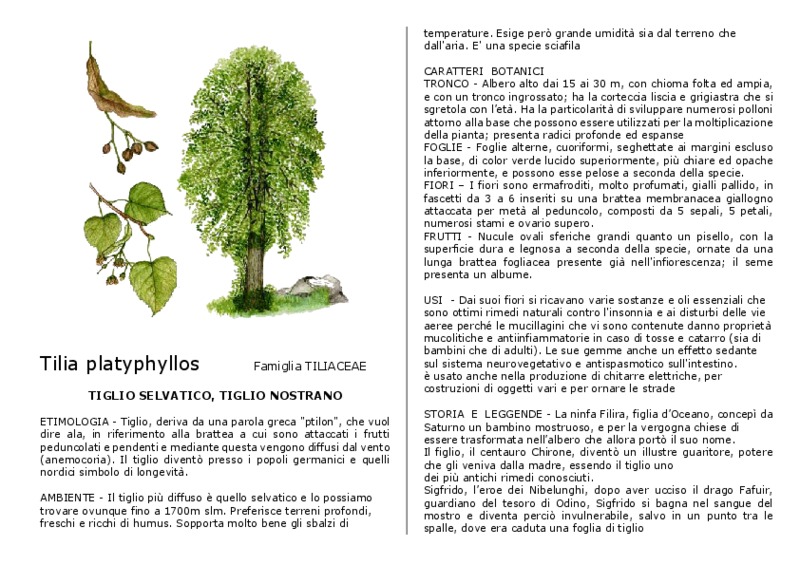 Tilia_platyphyllos.pdf