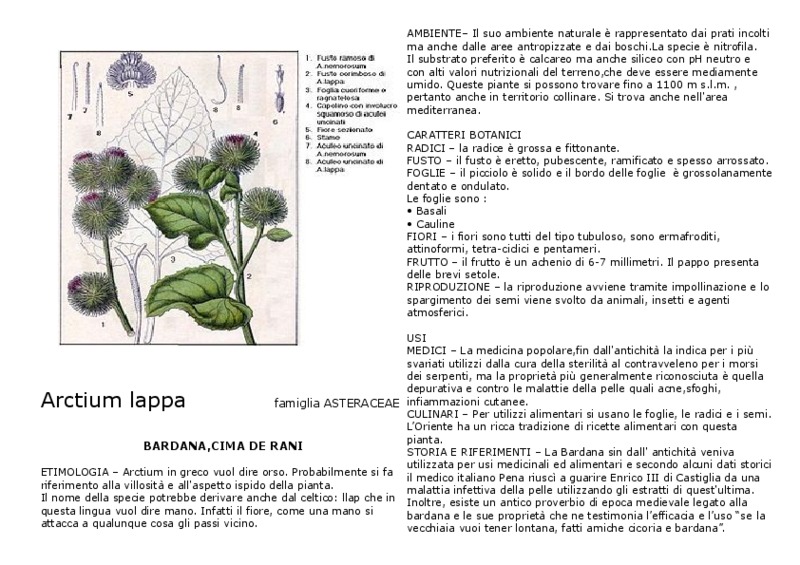 Arctium_lappa.pdf