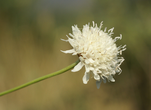 Cephalaria_leucantha_2.jpg