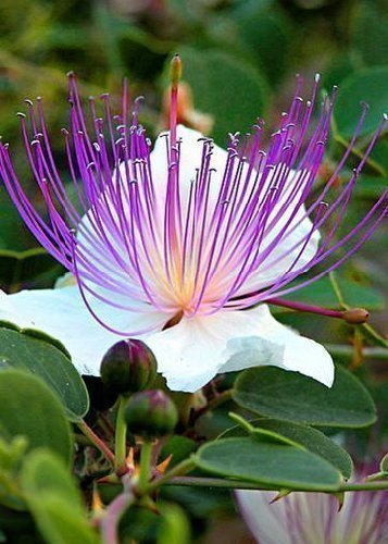 Capparis_spinosa_1.jpg