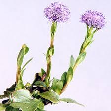 Globularia_vulgaris_2.jpg
