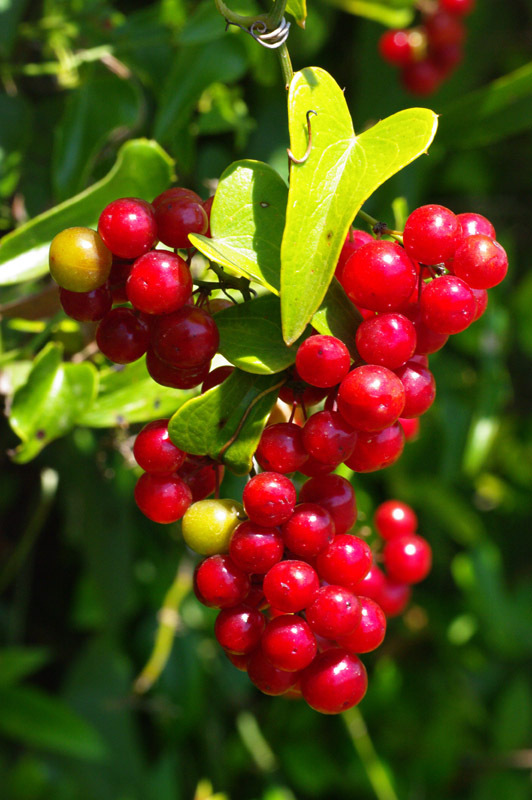 Smilax_aspera1.jpg