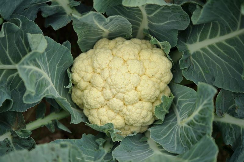 Brassica_oleracea_3.jpg