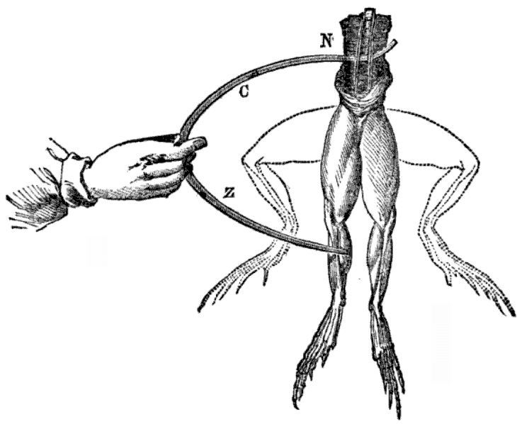 galvani_2.jpg