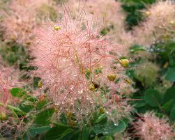 cotinus 1.jpg