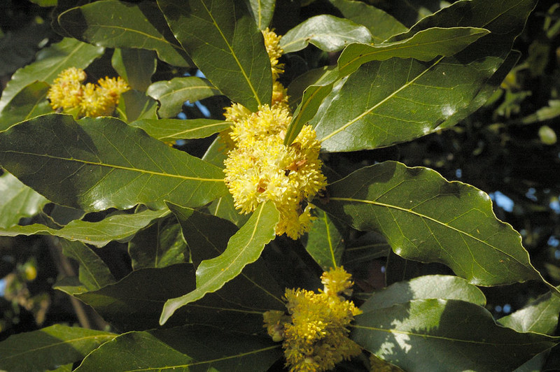 Laurus_nobilis_2.jpg