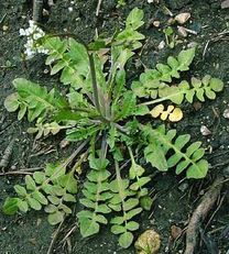 Capsella_bursa-pastoris_1.jpg