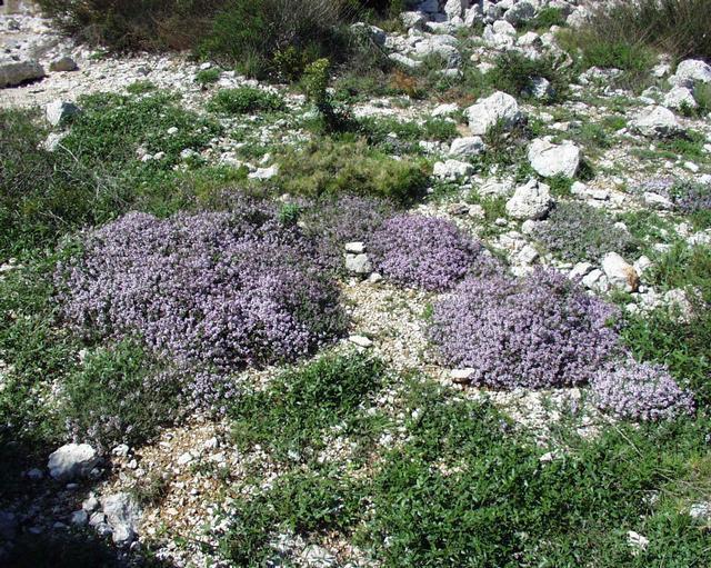 Thymus_vulgaris_3.jpg
